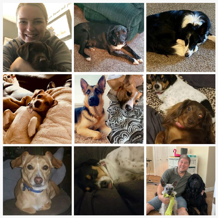 collage of dogs