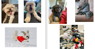 collage of dog images