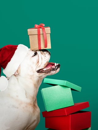 dog wearing a santa hat with a present balanced on his nose