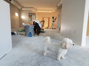 man painting an apartment with a white dog in the room