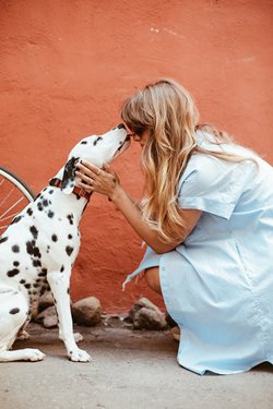 dalmatian