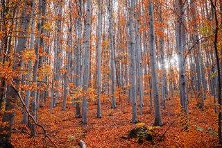 forest in fall with orange leaves