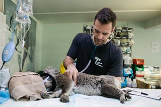 male vet examining an animal