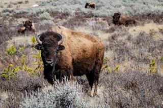 buffalos in a field