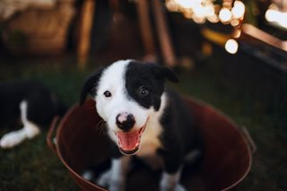black and white puppy