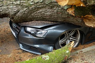tree smashed on car